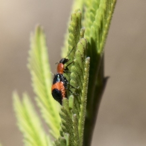 Dicranolaius bellulus at Dunlop, ACT - 27 Feb 2020 11:48 AM