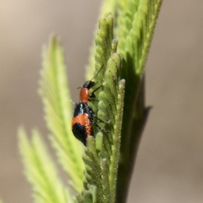Dicranolaius bellulus (Red and Blue Pollen Beetle) at Dunlop, ACT - 27 Feb 2020 by AlisonMilton