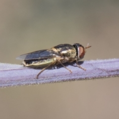 Odontomyia sp. (genus) (A soldier fly) at Dunlop, ACT - 27 Feb 2020 by AlisonMilton