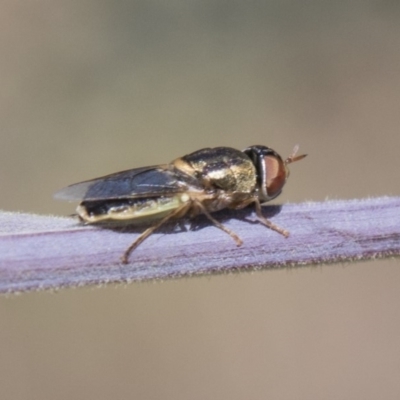Odontomyia sp. (genus) (A soldier fly) at Dunlop, ACT - 27 Feb 2020 by AlisonMilton