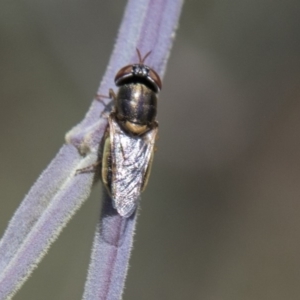 Odontomyia sp. (genus) at Dunlop, ACT - 27 Feb 2020 12:22 PM