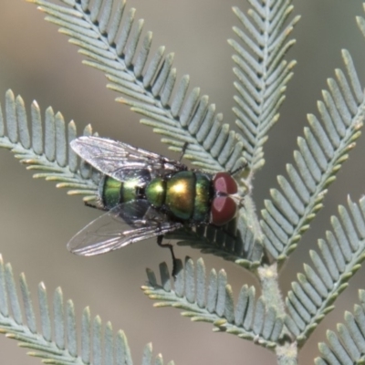 Chrysomya sp. (genus) (A green/blue blowfly) at Dunlop, ACT - 27 Feb 2020 by AlisonMilton