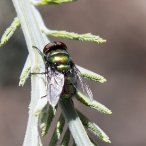 Chrysomya sp. (genus) at Dunlop, ACT - 27 Feb 2020