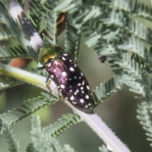 Diphucrania leucosticta at Dunlop, ACT - 27 Feb 2020