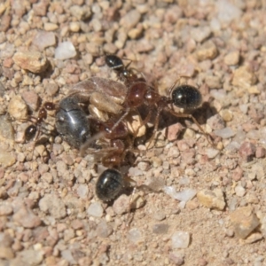 Melophorus perthensis at Dunlop, ACT - 27 Feb 2020 01:05 PM