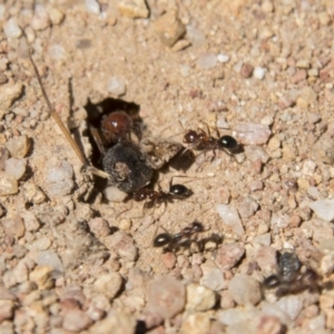 Melophorus perthensis at Dunlop, ACT - 27 Feb 2020 01:05 PM