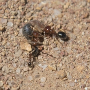 Melophorus perthensis at Dunlop, ACT - 27 Feb 2020 01:05 PM