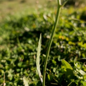 Tolpis barbata at Tuggeranong DC, ACT - 3 May 2020