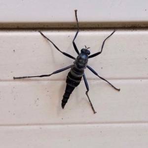 Boreoides subulatus at Aranda, ACT - 3 May 2020