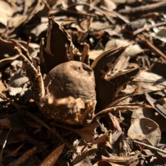 Geastrum sp. (genus) (An earthstar) at Aranda, ACT - 3 May 2020 by KMcCue