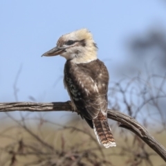 Dacelo novaeguineae (Laughing Kookaburra) at Dunlop, ACT - 27 Feb 2020 by AlisonMilton