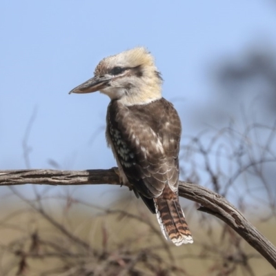 Dacelo novaeguineae (Laughing Kookaburra) at Dunlop, ACT - 27 Feb 2020 by AlisonMilton