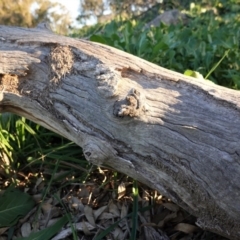 Papyrius nitidus (Shining Coconut Ant) at Deakin, ACT - 3 May 2020 by JackyF