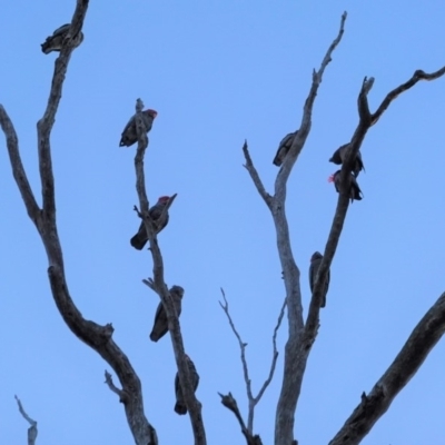 Callocephalon fimbriatum (Gang-gang Cockatoo) at GG38 - 3 May 2020 by JackyF