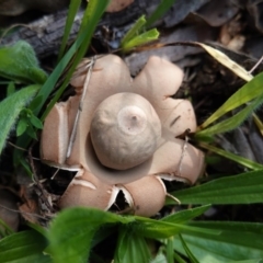 Geastrum sp. (genus) (An earthstar) at Deakin, ACT - 3 May 2020 by JackyF