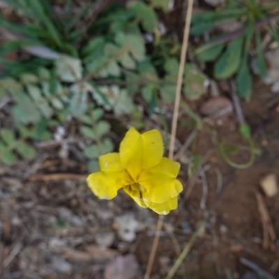 Goodenia pinnatifida (Scrambled Eggs) at Deakin, ACT - 2 May 2020 by JackyF