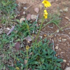 Goodenia pinnatifida at Deakin, ACT - 2 May 2020