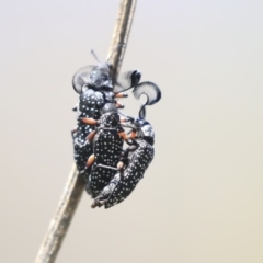 Rhipicera (Agathorhipis) femorata (Feather-horned beetle) at Dunlop, ACT - 27 Feb 2020 by AlisonMilton