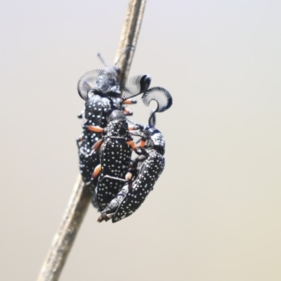 Rhipicera femorata (Feather-horned beetle) at Dunlop, ACT - 27 Feb 2020 by AlisonMilton