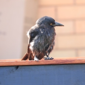 Strepera graculina at Higgins, ACT - 1 Mar 2020