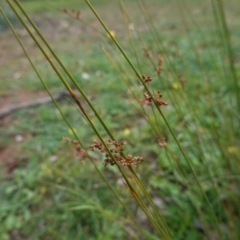 Juncus subsecundus (Finger Rush) at Hughes, ACT - 2 May 2020 by JackyF