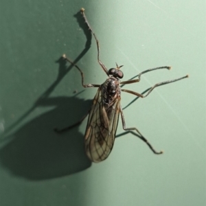 Boreoides subulatus at Hughes, ACT - 2 May 2020