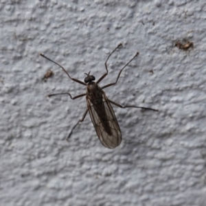 Boreoides subulatus at Hughes, ACT - 2 May 2020