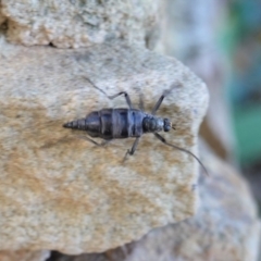 Boreoides subulatus at Hughes, ACT - 2 May 2020