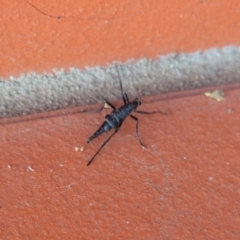 Boreoides subulatus at Hughes, ACT - 2 May 2020