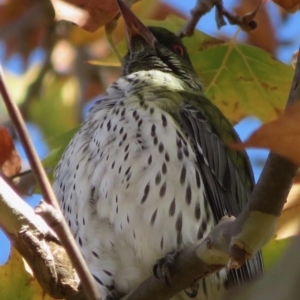 Oriolus sagittatus at Narrabundah, ACT - 3 May 2020