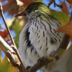 Oriolus sagittatus at Narrabundah, ACT - 3 May 2020