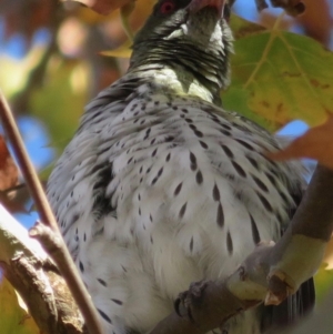 Oriolus sagittatus at Narrabundah, ACT - 3 May 2020