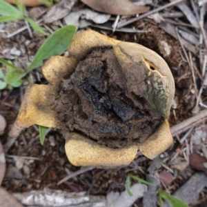 Scleroderma sp. at Hughes, ACT - 2 May 2020