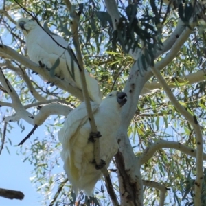 Cacatua galerita at Hughes, ACT - 3 May 2020