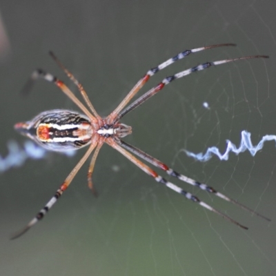 Argiope protensa (Long-tailed Argiope) at Belconnen, ACT - 23 Jan 2017 by Harrisi