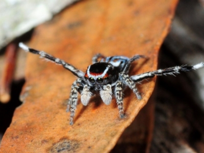 Maratus harrisi (Harris's Peacock spider) at Wombeyan Caves, NSW - 16 Nov 2017 by Harrisi