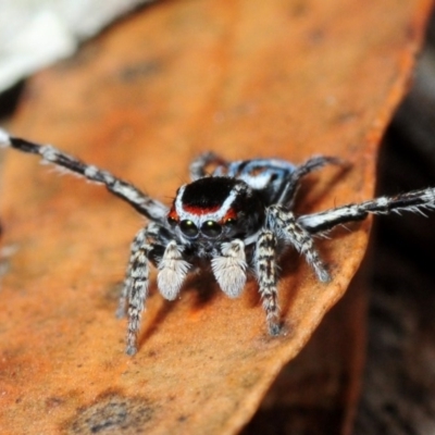 Maratus harrisi (Harris's Peacock spider) at Wombeyan Caves, NSW - 16 Nov 2017 by Harrisi