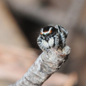 Maratus harrisi at Wombeyan Caves, NSW - 16 Nov 2017