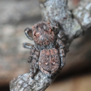 Maratus harrisi at Wombeyan Caves, NSW - 16 Nov 2017