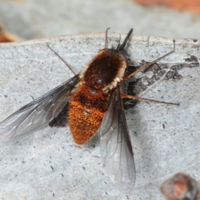 Staurostichus sp. (genus) (Unidentified Staurostichus bee fly) at Woodlands - 17 Nov 2017 by Harrisi