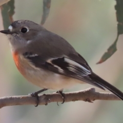 Petroica boodang (Scarlet Robin) at Sutton, NSW - 18 Apr 2020 by Whirlwind