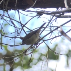 Acanthiza pusilla (Brown Thornbill) at Black Range, NSW - 3 May 2020 by MatthewHiggins