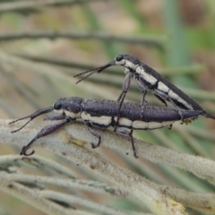 Rhinotia phoenicoptera (Belid weevil) at Tuggeranong DC, ACT - 15 Jan 2020 by michaelb