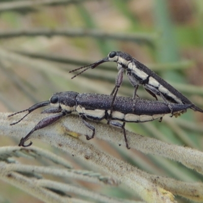 Rhinotia phoenicoptera (Belid weevil) at Tuggeranong DC, ACT - 15 Jan 2020 by MichaelBedingfield