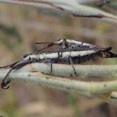 Rhinotia phoenicoptera at Tuggeranong DC, ACT - 15 Jan 2020