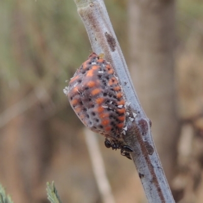 Icerya acaciae (Acacia mealy bug) at Bullen Range - 15 Jan 2020 by michaelb