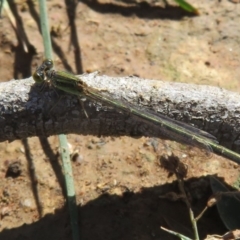 Ischnura aurora (Aurora Bluetail) at Amaroo, ACT - 3 May 2020 by Christine