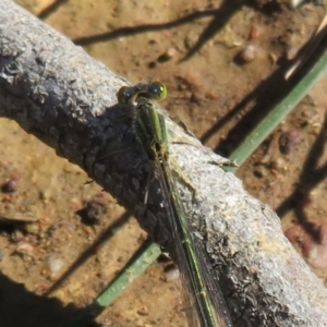 Ischnura aurora at Amaroo, ACT - 3 May 2020