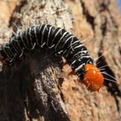 Comocrus behri (Mistletoe Day Moth) at Amaroo, ACT - 3 May 2020 by Christine