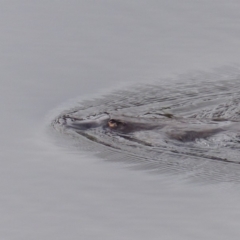 Ornithorhynchus anatinus (Platypus) at Bega, NSW - 4 May 2020 by MatthewHiggins